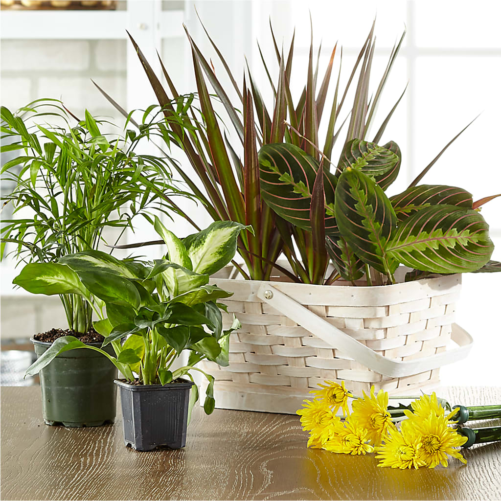 Florist Designed Blooming and Green Plants in a Basket – Rose Girls, Whittier CA