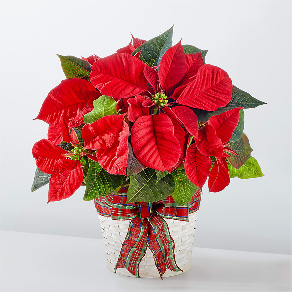 Happiest Holidays Poinsettia – Rose Girls, Whittier CA