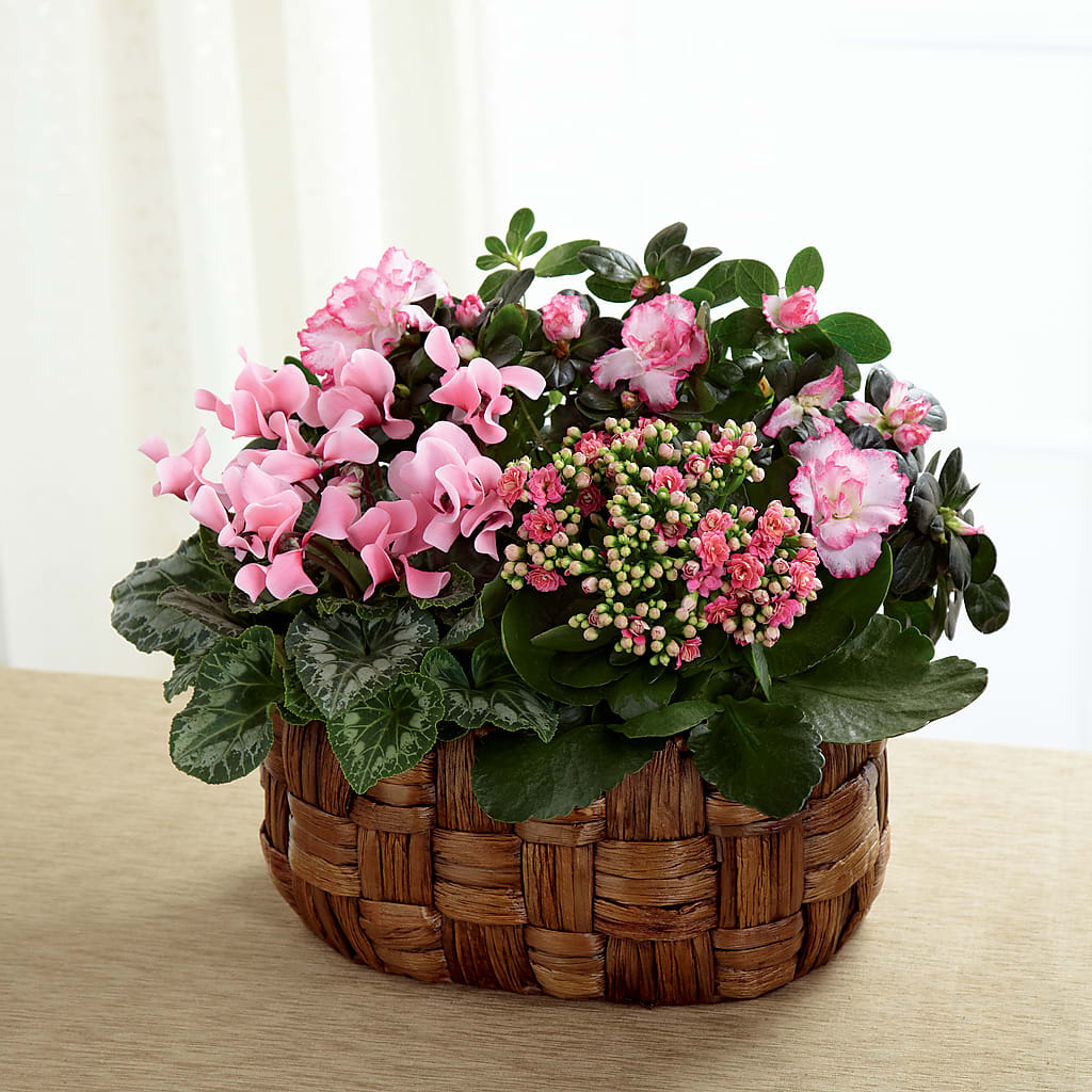 Pink Assortment – Rose Girls, Whittier CA