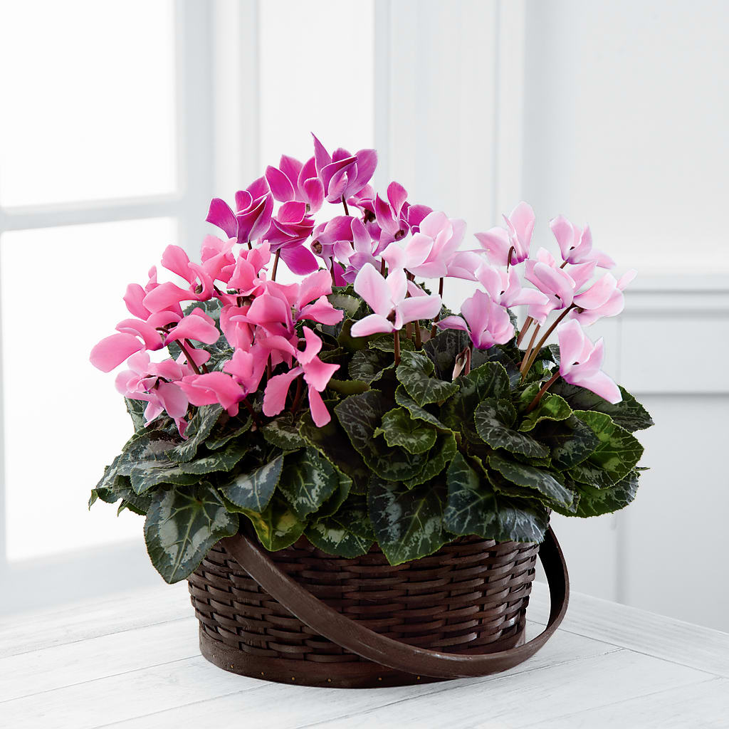 Mixed Cyclamen Planter – Rose Girls, Whittier CA