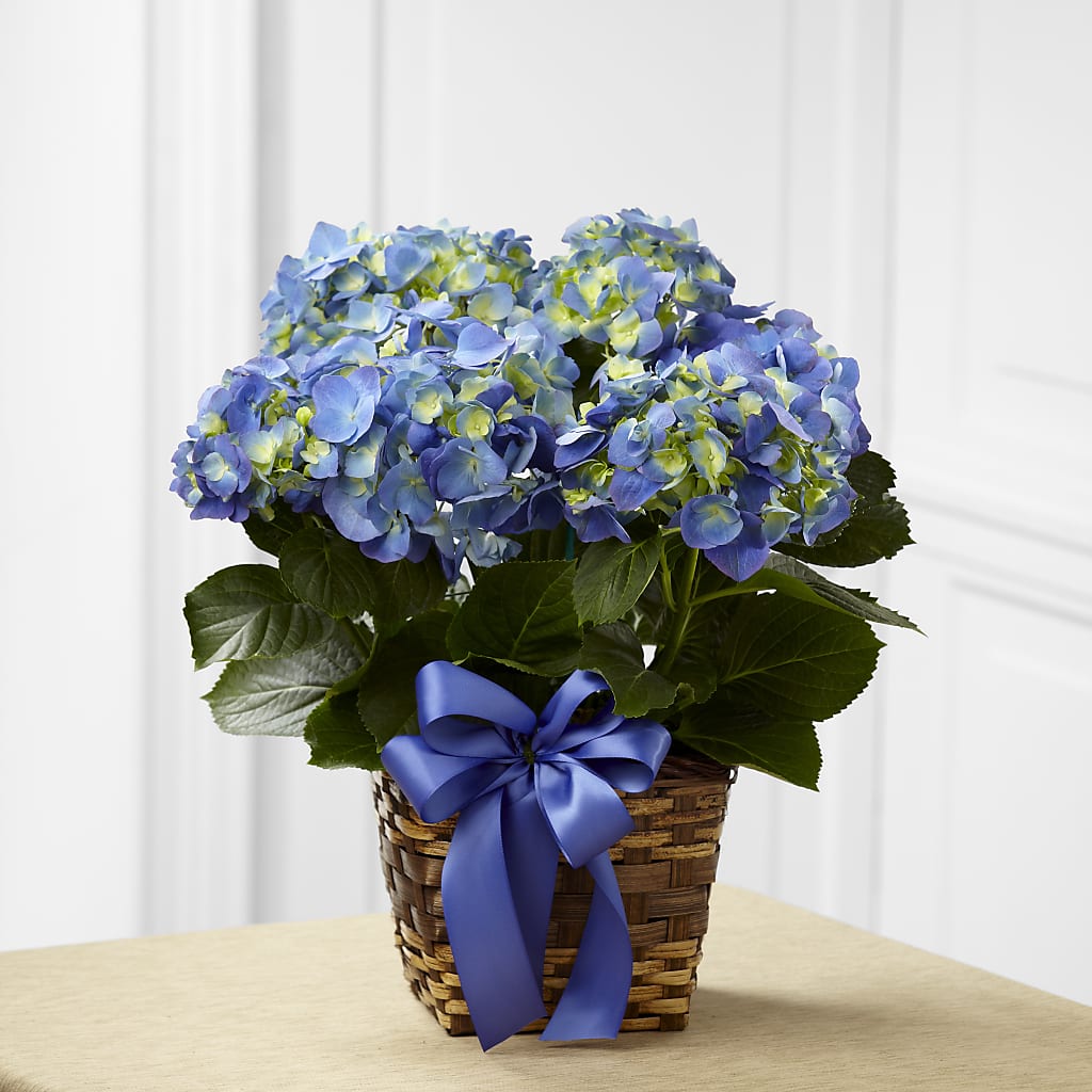 Blue Hydrangea Planter – Rose Girls, Whittier CA