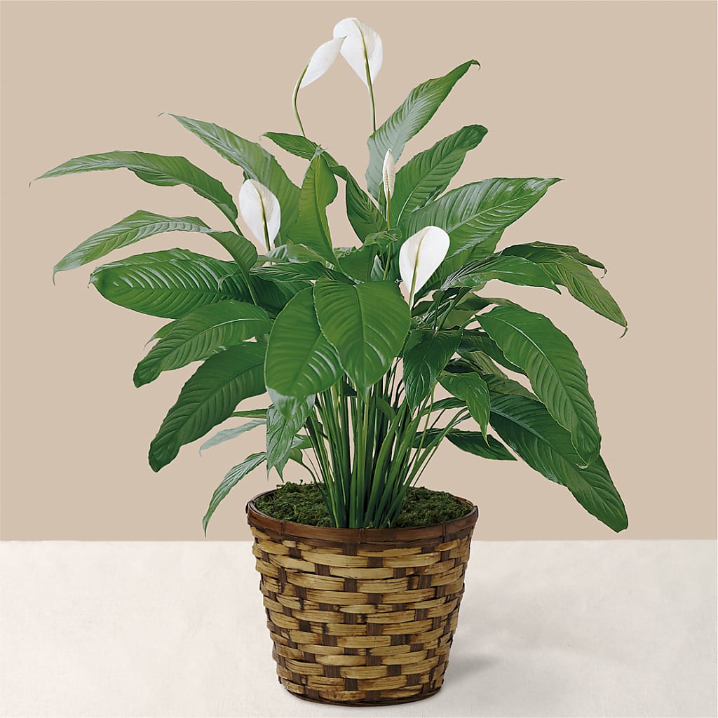 Tranquil Moments Peace Lily Plant – Rose Girls, Whittier CA