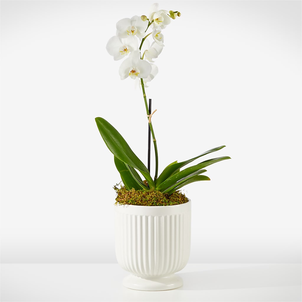 Whispering White Orchid – Rose Girls, Whittier CA