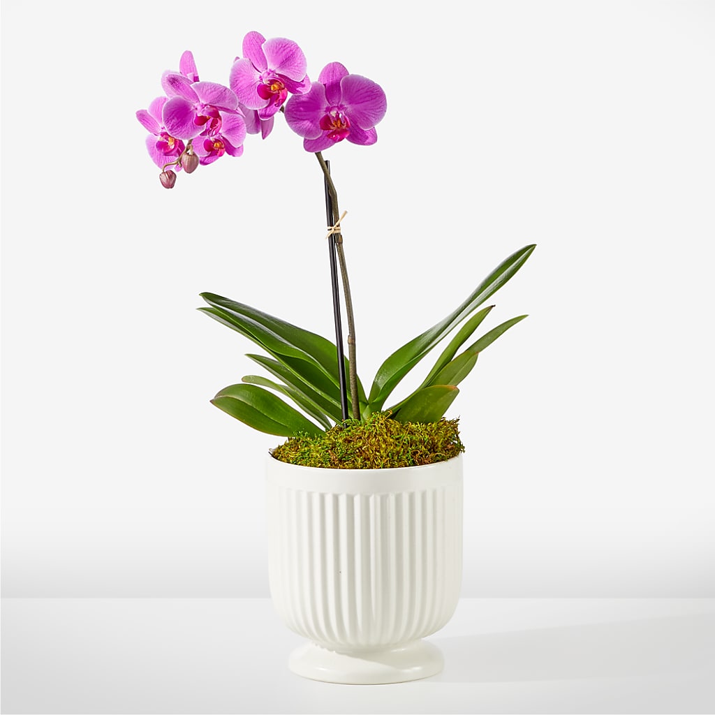 Friendly Fuchsia Orchid – Rose Girls, Whittier CA