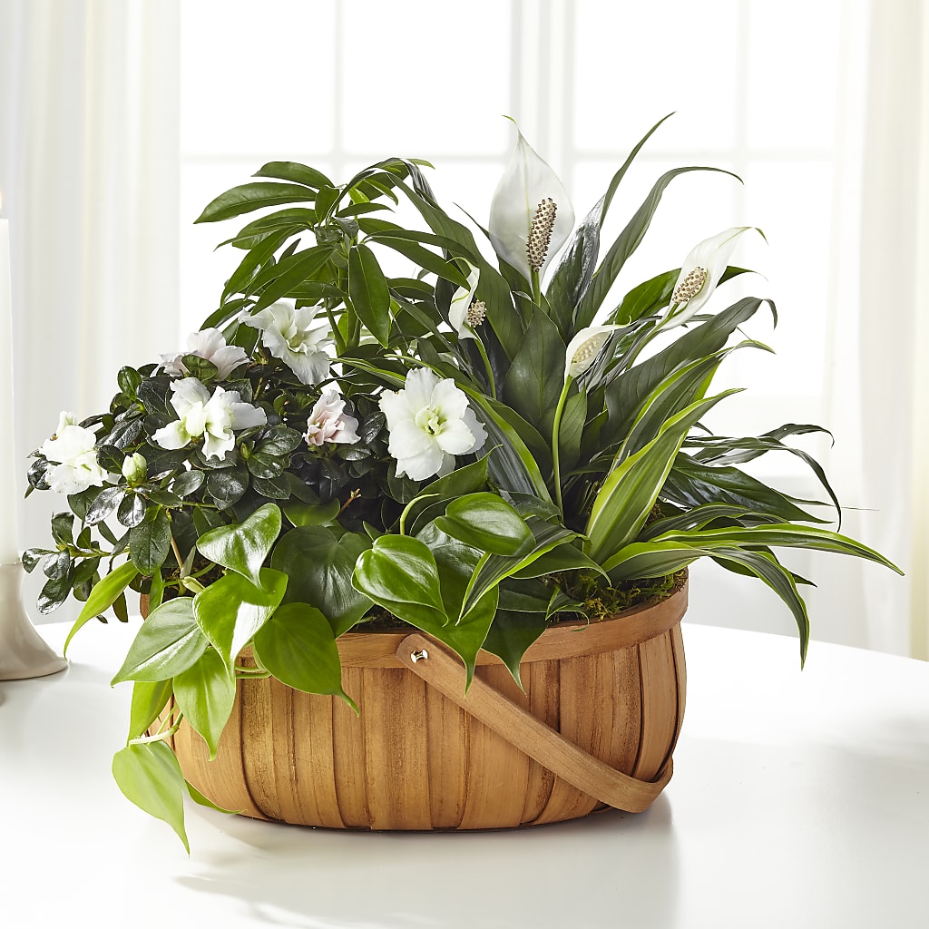 Serene Dishgarden – Rose Girls, Whittier CA