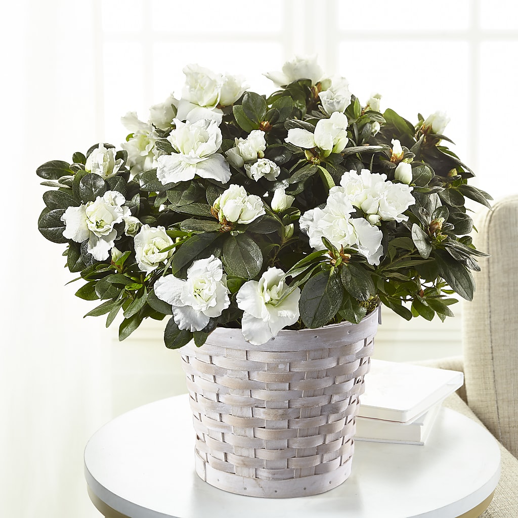 White Azalea Plant – Rose Girls, Whittier CA