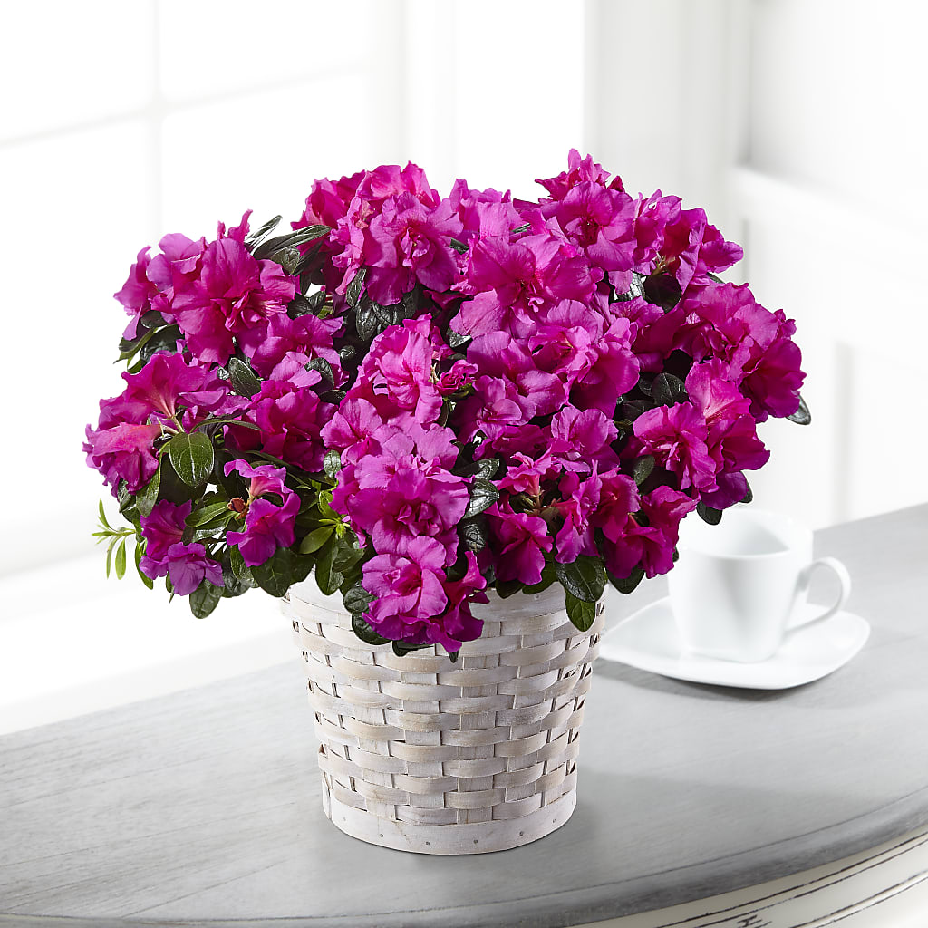 Hope & Serenity Azalea Plant – Rose Girls, Whittier CA