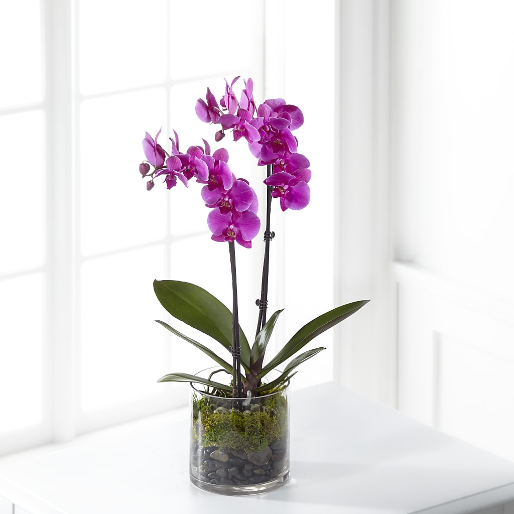 Pink Orchid Plant – Rose Girls, Whittier CA