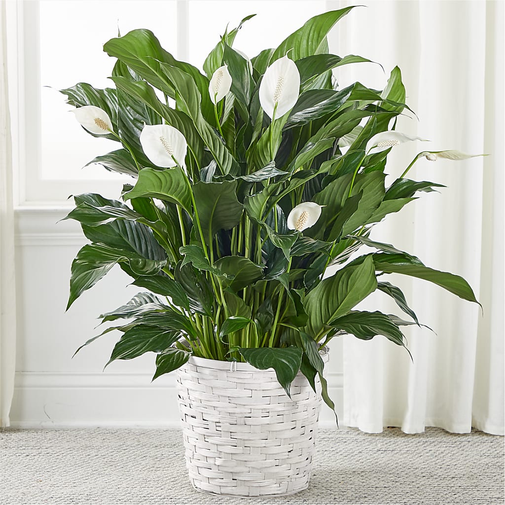 A New Leaf Peace Lily – Rose Girls, Whittier CA