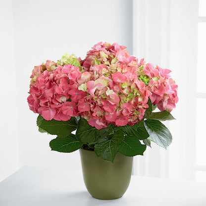 Pink Hydrangea Planter –  Rose Girls, Whittier CA