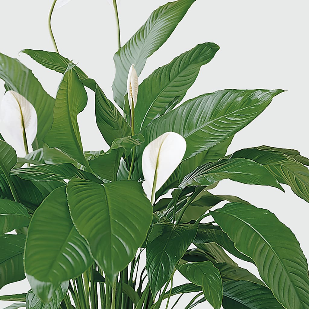Tranquil Moments Peace Lily Plant –  Rose Girls, Whittier CA