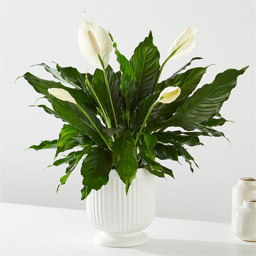 Comfort Planter –  Rose Girls, Whittier CA