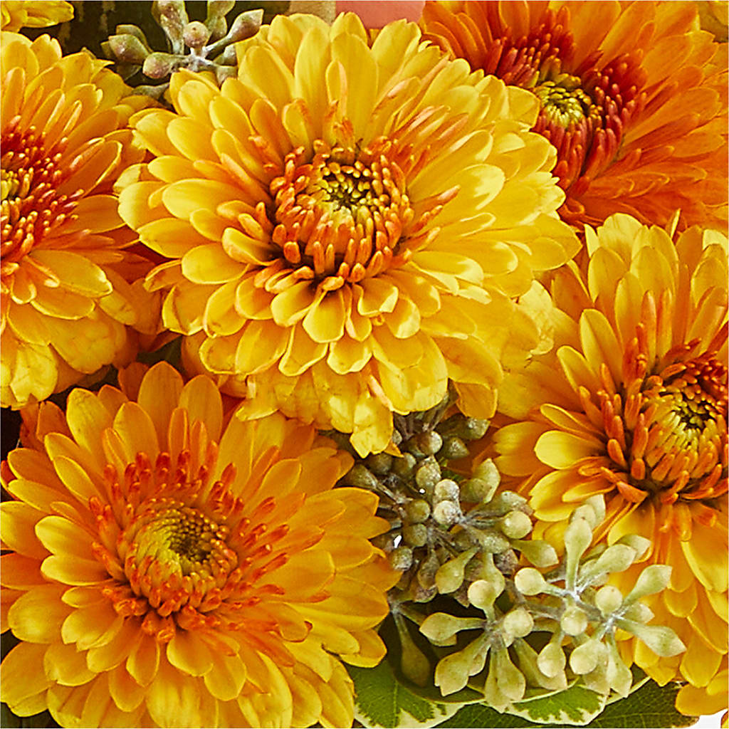Peachy Pumpkin –  Rose Girls, Whittier CA