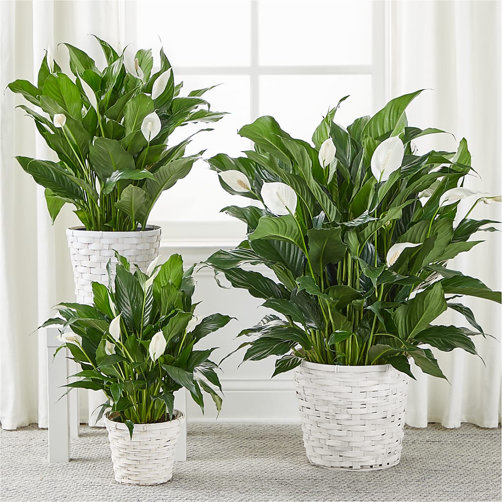 A New Leaf Peace Lily –  Rose Girls, Whittier CA