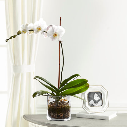 White Orchid Planter –  Rose Girls, Whittier CA